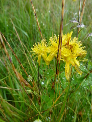 Hypericum maculatum