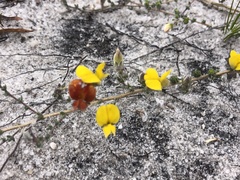 Aspalathus intervallaris