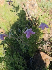 Clematis villosa stanleyi