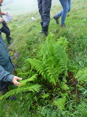 Athyrium distentifolium