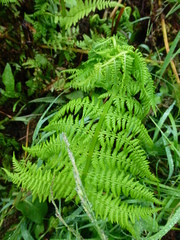Athyrium distentifolium