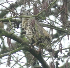 Turdus viscivorus