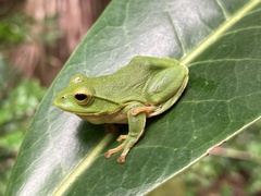 Zhangixalus schlegelii