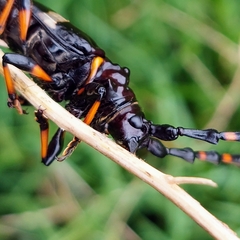 Trachyderes cingulatus