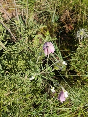 Clematis villosa stanleyi