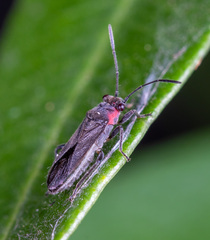 Aethalotus