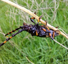 Trachyderes cingulatus