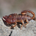 Balkan Scorpion - Photo (c) Alexander Mrkvicka, some rights reserved (CC BY-SA)