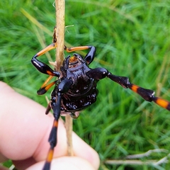 Trachyderes cingulatus