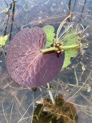 Nymphoides aquatica