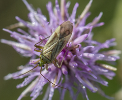 Adelphocoris quadripunctatus