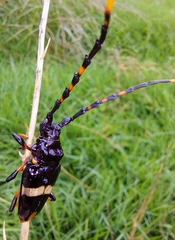 Trachyderes cingulatus