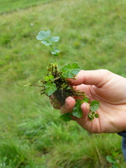 Cardamine amara