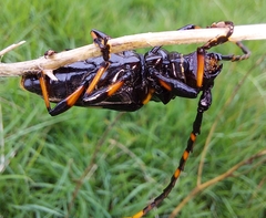 Trachyderes cingulatus