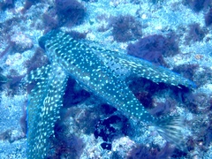 Dactylopterus volitans