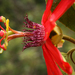 Passiflora fulgens - Photo (c) Tomasz Wilk,  זכויות יוצרים חלקיות (CC BY-NC), הועלה על ידי Tomasz Wilk