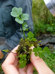 Cardamine amara