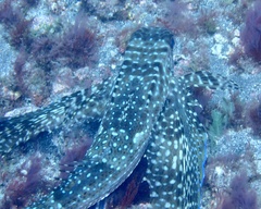 Dactylopterus volitans