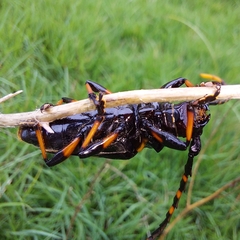 Trachyderes cingulatus