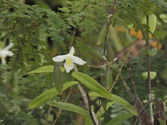 Dendrobium crumenatum