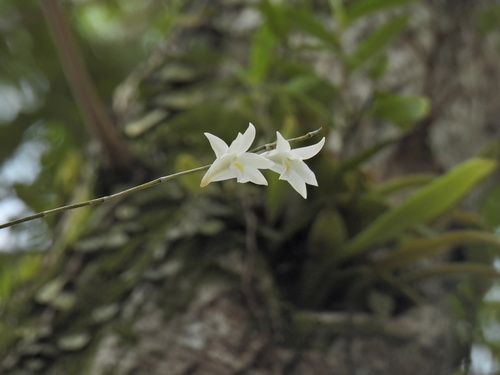 Image of Dendrobium crumenatum by (c) Samuel Lee, some rights reserved (CC BY)