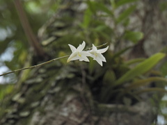 Dendrobium crumenatum