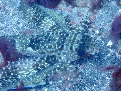 Dactylopterus volitans