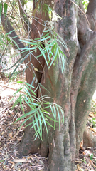 Afrocarpus falcatus