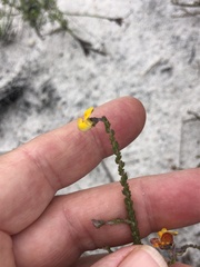 Aspalathus microphylla