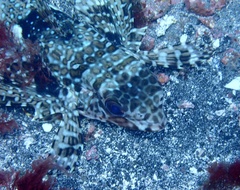 Dactylopterus volitans