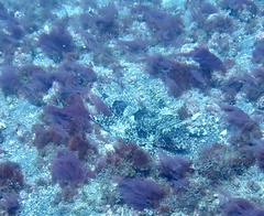 Dactylopterus volitans