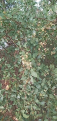 Lycium boerhaviifolium