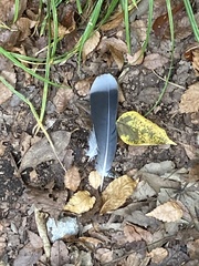 Streptopelia orientalis