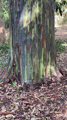 Eucalyptus deglupta