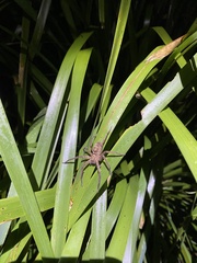 Heteropoda jugulans