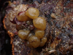 Polyclinidae