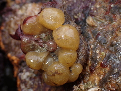 Polyclinidae
