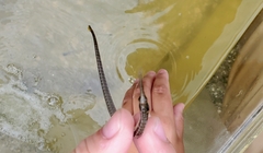 Syngnathus louisianae