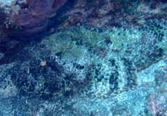 Scorpaena laevis