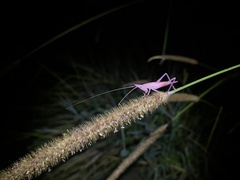 Atractomorpha similis