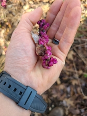 Symphoricarpos orbiculatus