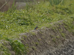 Alcedo atthis bengalensis