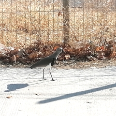 Vanellus chilensis chilensis