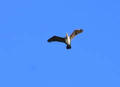 Phalacrocorax carbo