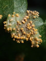 Puccinia smyrnii