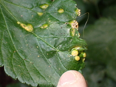 Puccinia smyrnii