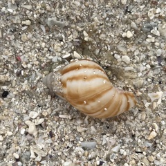 Lissachatina fulica