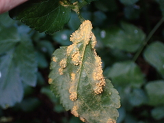 Puccinia smyrnii