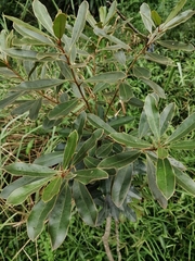 Cunonia capensis