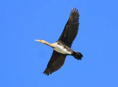 Phalacrocorax carbo